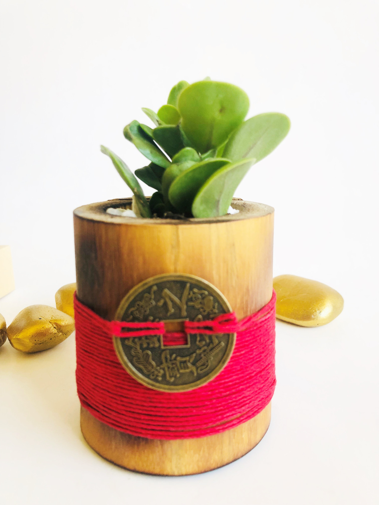 air purifying snake plant Snake Plant Sansevieria Black Gold Superba main image 1