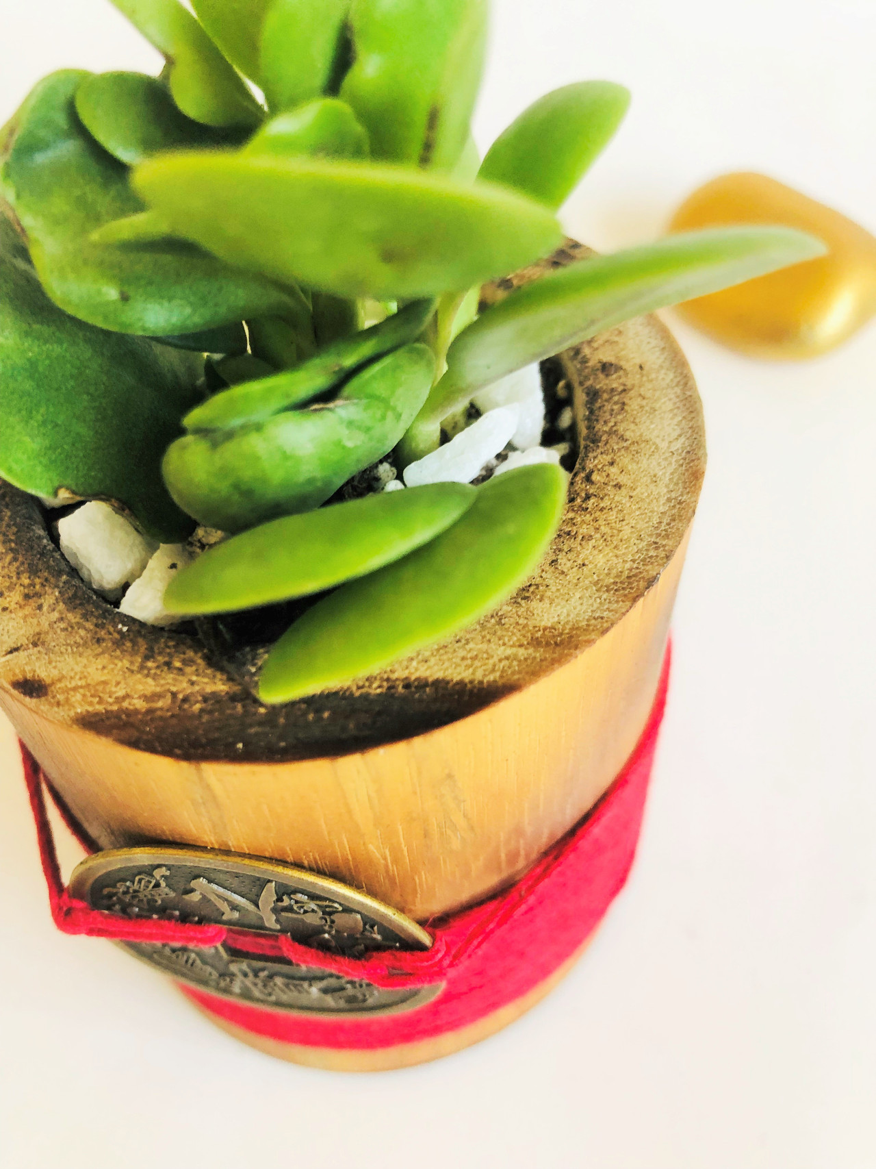Money Plant in Red signify Luck, Energy & Determination - Unique Feng Shui