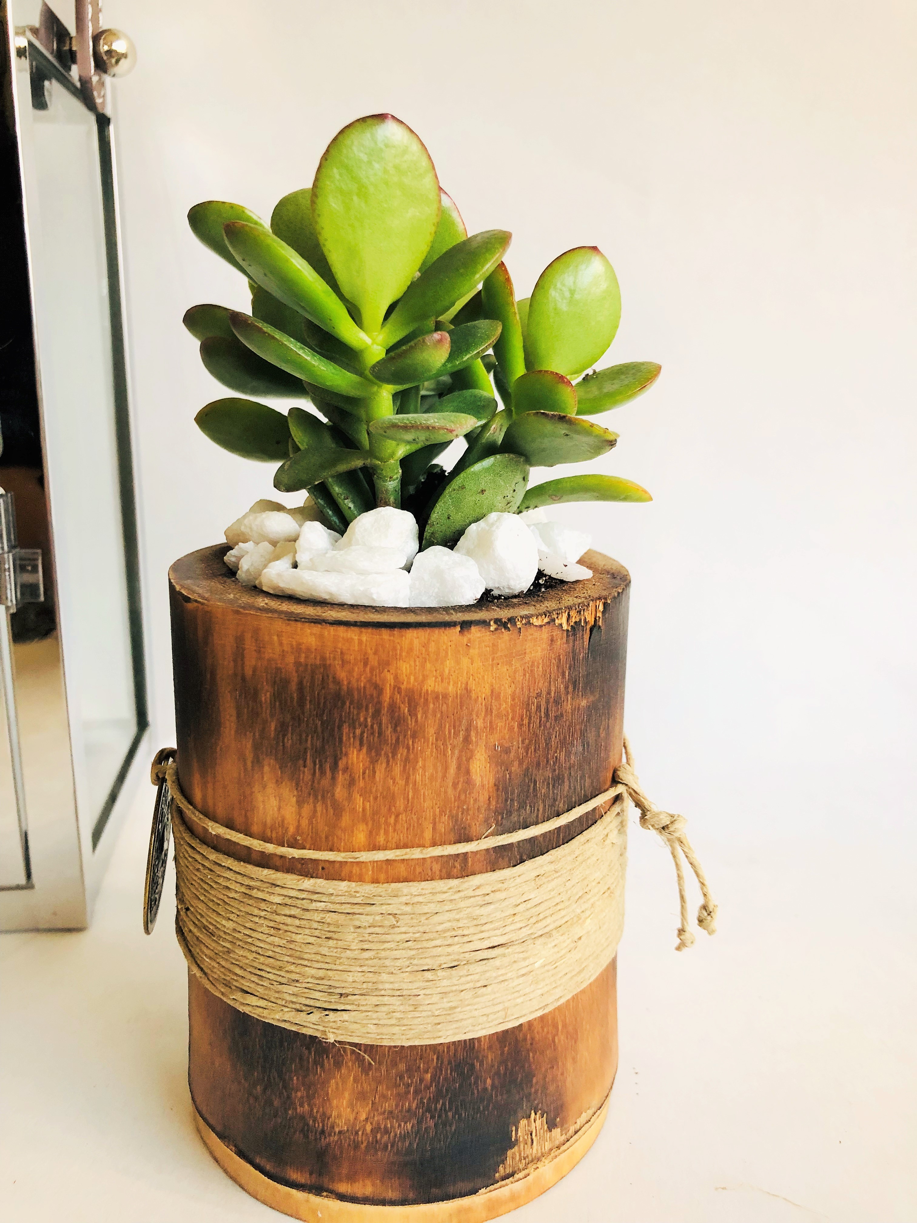 watering money plant Golden Money Plant With Self Watering Pot
