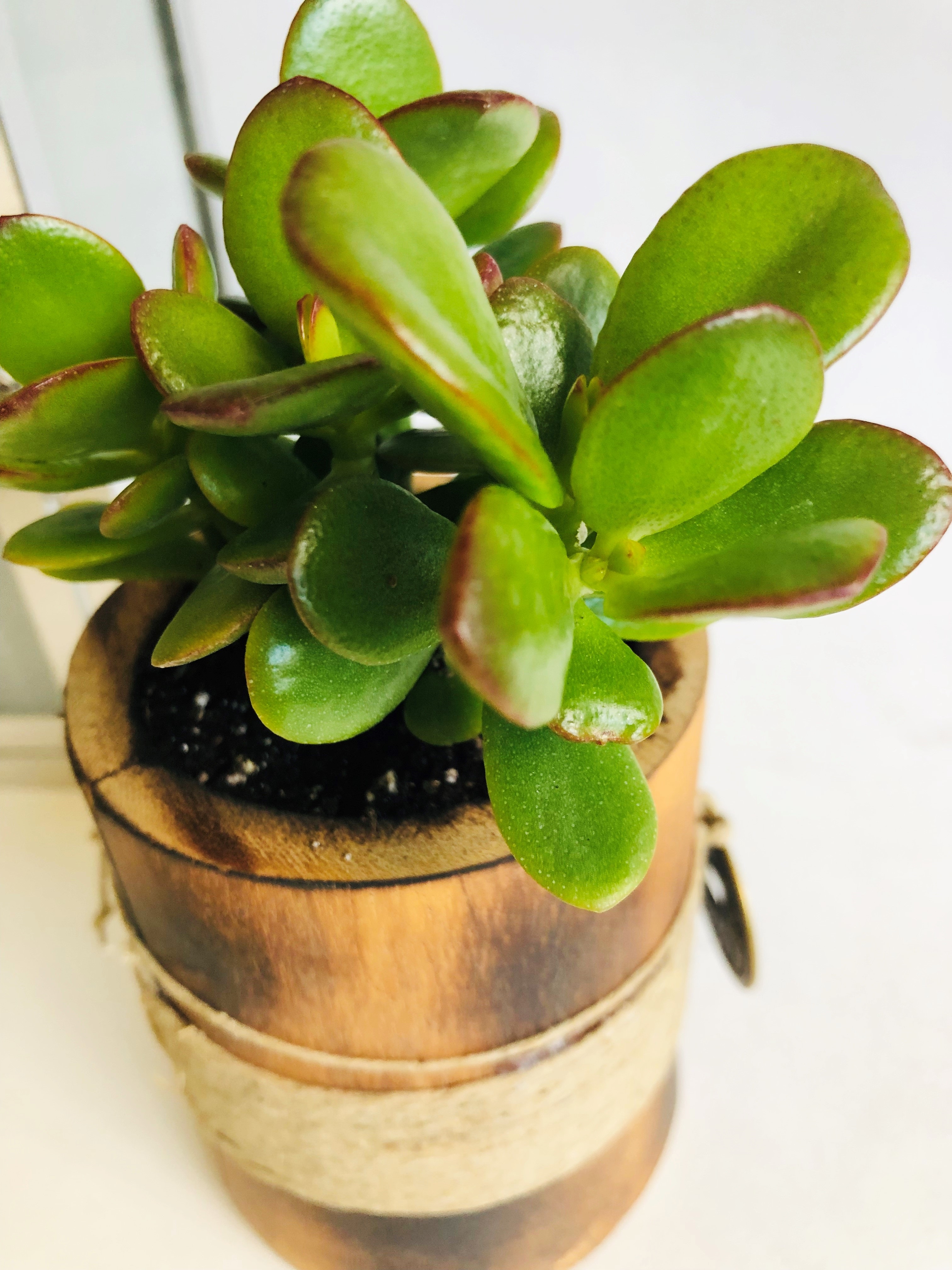 Jade Plant The Money Magnet - Unique Feng Shui