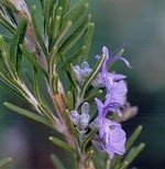 Rosemary Cleansing Incense