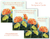 3 Mum Flower Scripture Cards