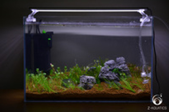 A Guide for Setting Up a Basic Planted Aquarium