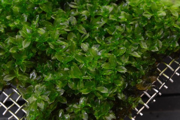 Star Moss 'True Aquatic'