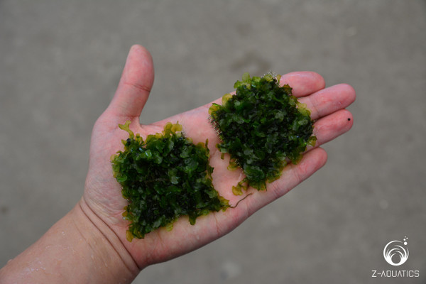Subwassertang - Freshwater Seaweed
