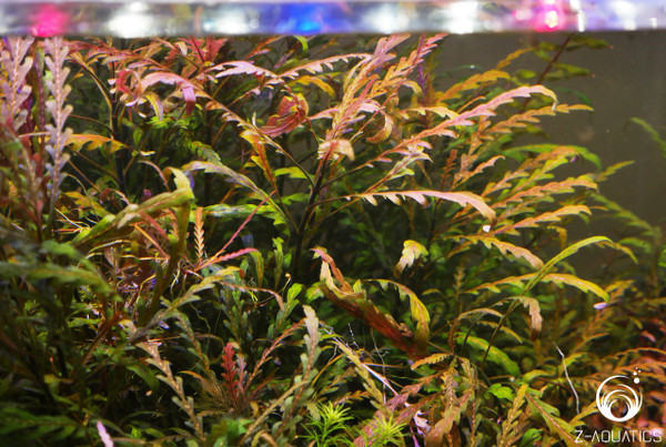 Hygrophila pinnatifida