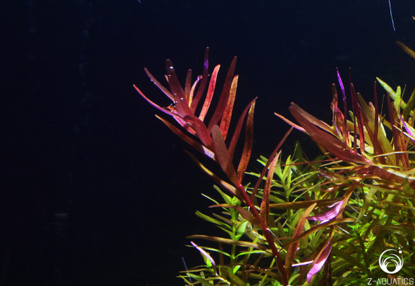 Rotala sp. Colorata