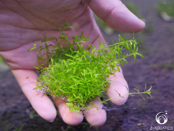 Hemianthus glomeratus