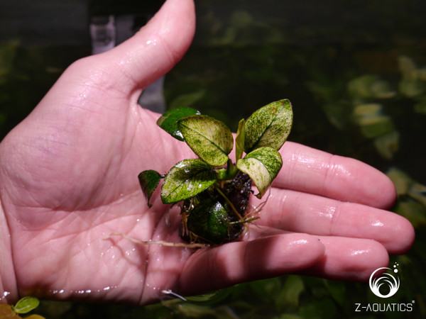 Anubias nana 'Pinto'