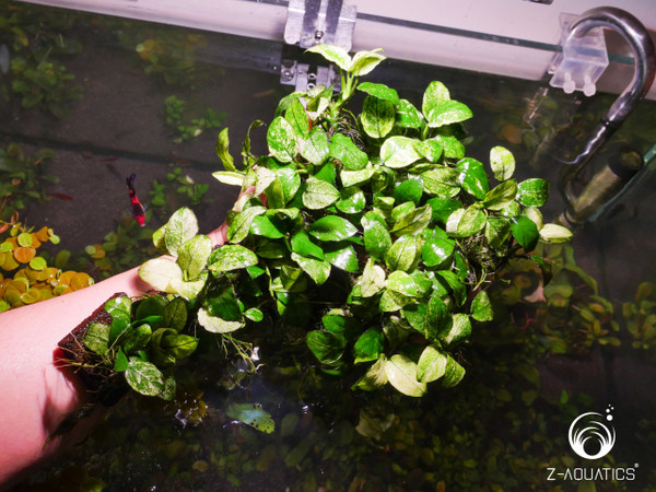 Anubias nana 'Pinto'