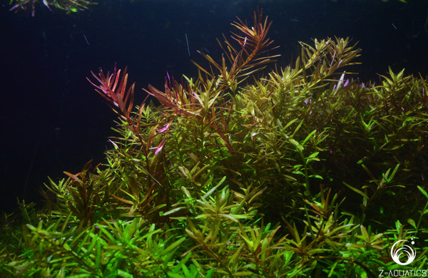 Rotala colorata TC