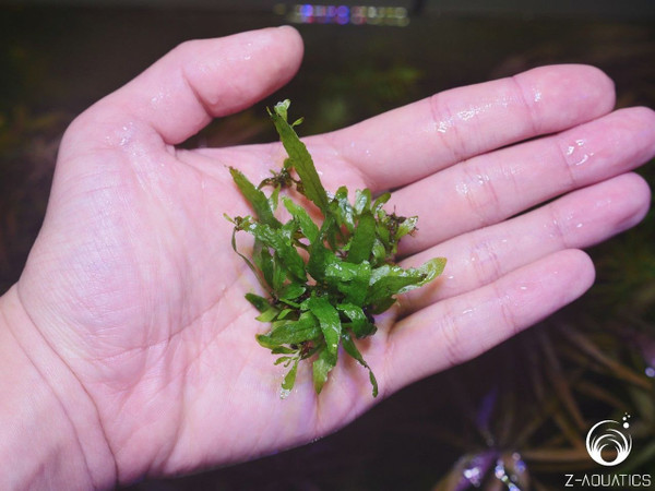 Java Fern Mini - Microsorum Mini - Live Aquarium Plant Care Java Fern ...