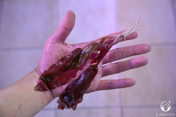 Barclaya longifolia Red