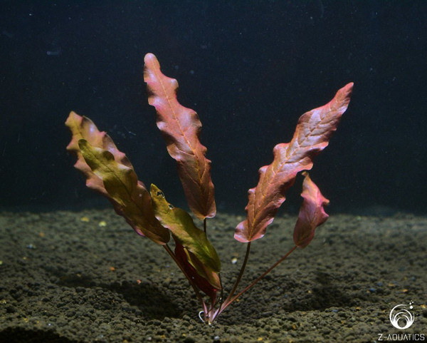 Barclaya longifolia Red