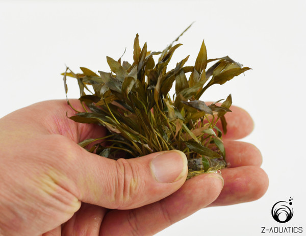 Cryptocoryne wendtii 'Red'