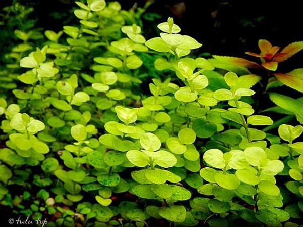 Lysimachia nummularia