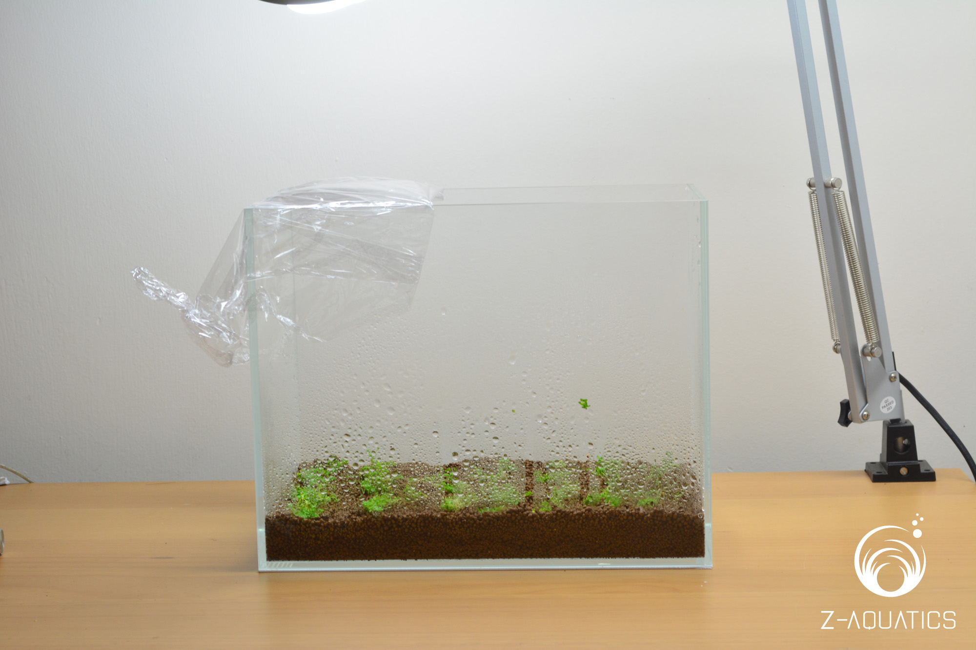 A guide to growing plants using the Dry Start Method ZAquatics