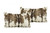 Set of Two 12" X 20" Brown and White Rabbit Natural Fur Throw Pillow N270-473925