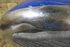 BSA A50,A65 Used Fuel Tank