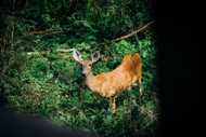 Bolt-Action Deer Hunting Guide: Calibers, Actions & Optics for Whitetail Success