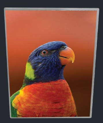A slimline A3 light box featuring a vibrant image of a rainbow lorikeet with a colourful plumage against an orange backdrop. A slimline A3 light box featuring a vibrant image of a rainbow lorikeet with a colourful plumage against an orange backdrop.