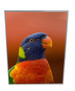 A colourful display featuring a vivid parrot with a blue head, green, and orange feathers, encased in a slimline light box. A colourful display featuring a vivid parrot with a blue head, green, and orange feathers, encased in a slimline light box.
