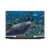 Simone Gatterwe Dolphins Reef Play Vinyl Sticker Skin Decal Cover for HP Spectre Pro X360 G2