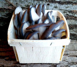 Mushroom Box - March