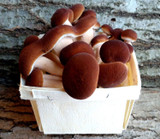 Mushroom Box - March