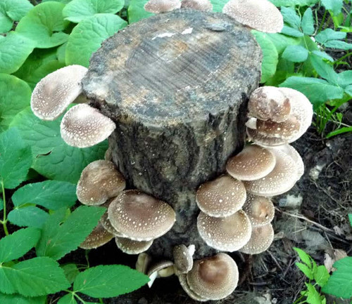 Mushroom Log Growing Kit - December