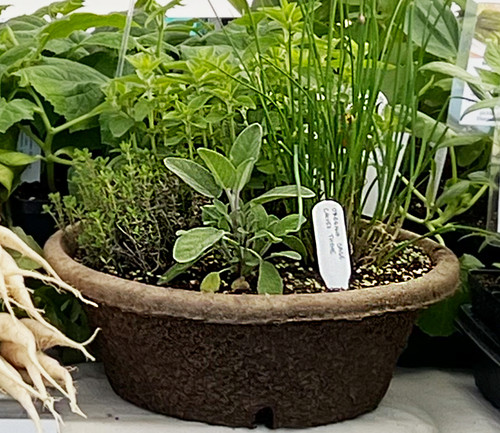 example of the herb pot Honey Dew Farm sold last year at local farmers markets