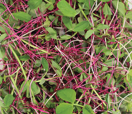 Microgreens Super Mix - June