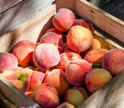 Early Palisade Peaches - July