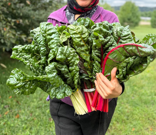 Swiss Chard Variety Pack - Labor Day Special