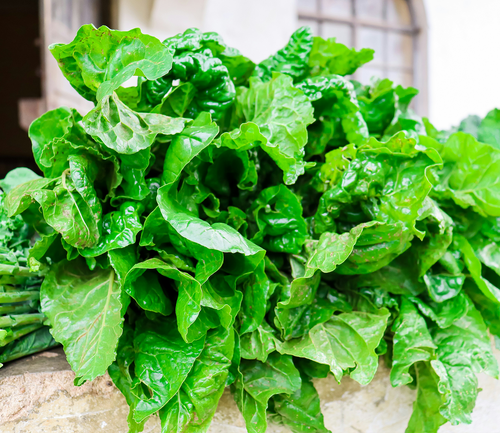 Fall Greens - September