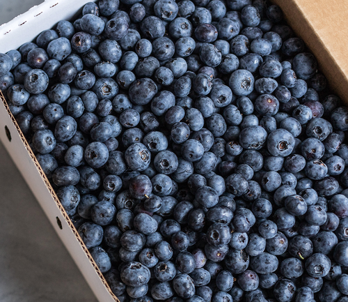 Frozen Blueberries - September