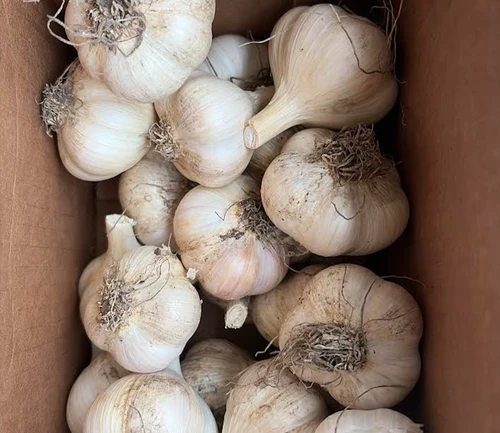 box of fresh garlic