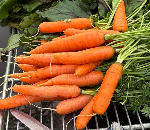 Heirloom Carrots - November