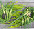Garlic Scapes - June