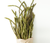 Late Asparagus - June