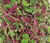 Microgreens Super Mix - June