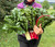 Swiss Chard Variety Pack - Labor Day Special