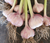 Garlic (Purple Stripe Garlic) - September