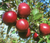Ruby Jon Apples - October