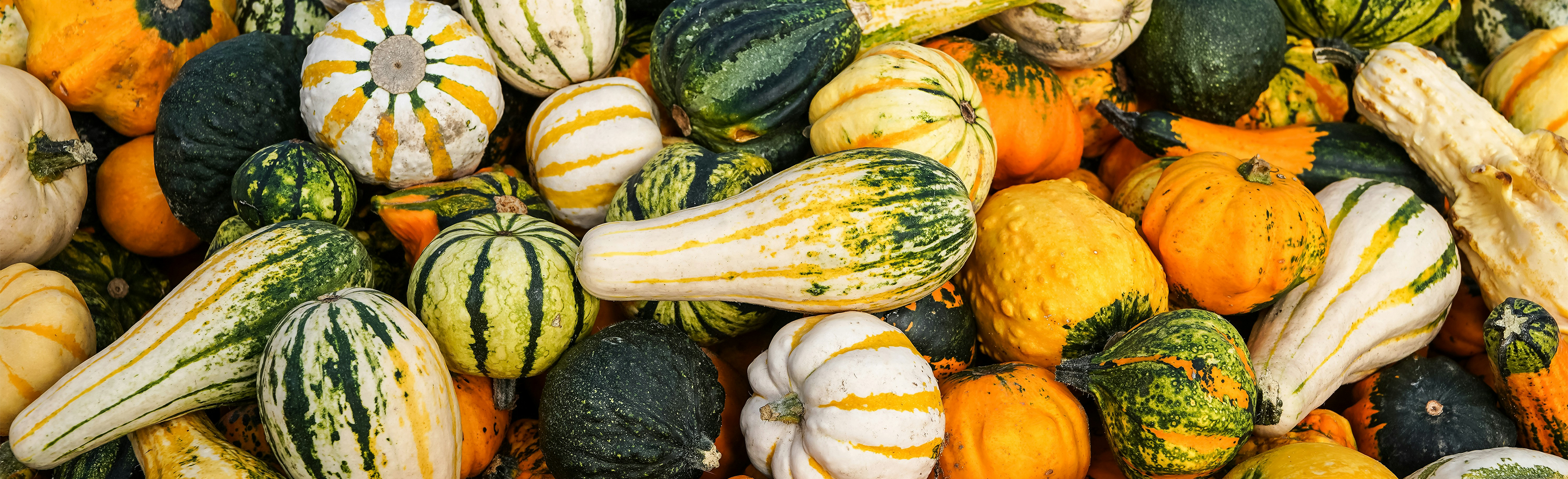cropshare-squash-banner.png