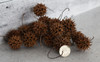 SweetGum Pods
