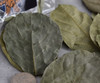 Jack Fruit Leaves