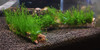 Flame Moss on Manzanita