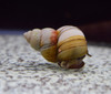 Japanese Trapdoor Snail