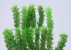 16" Green Hornwort